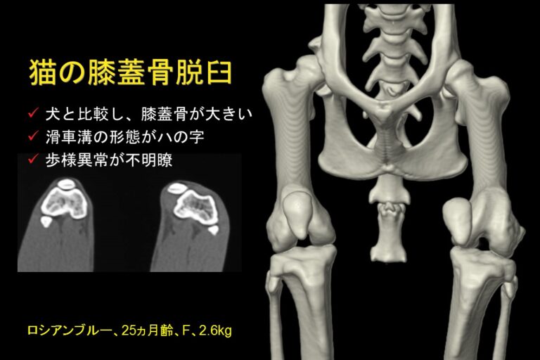 猫の膝蓋骨脱臼